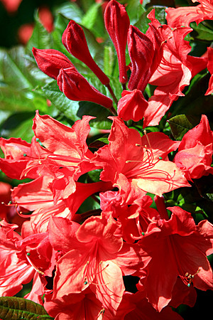 AZALEA MSP0000648