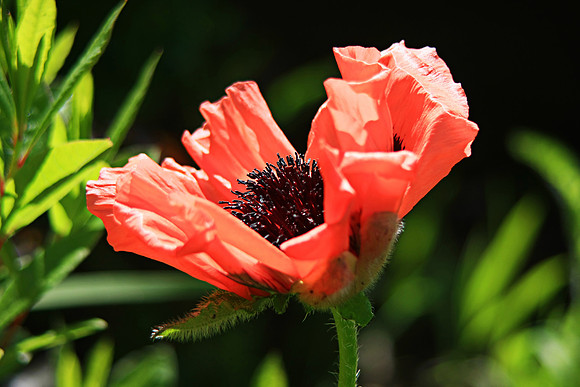 WILD RED POPPY 2 MSP0000764