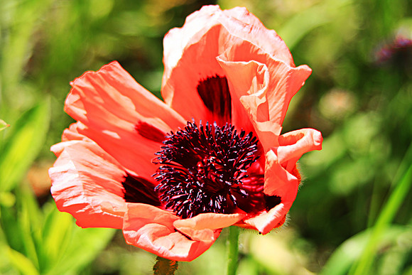 WILD RED POPPY 1 MSP0000765