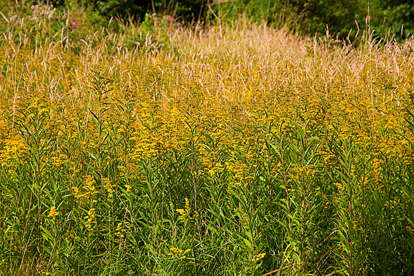 MELLOW YELLOW MSP0003993