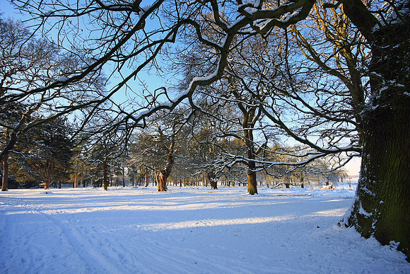 WINTER WOODLAND MSP0002650