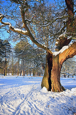 WINTER WOODLAND MSP0002649