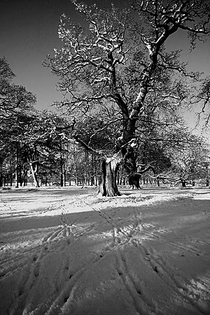WINTER WHITE 8 MONO MSP0001609