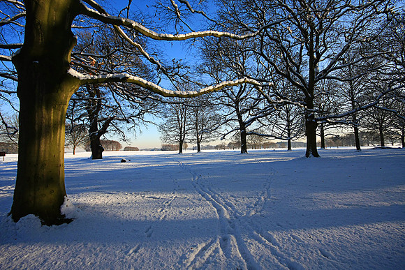 WINTER WHITE 5 MSP0001606
