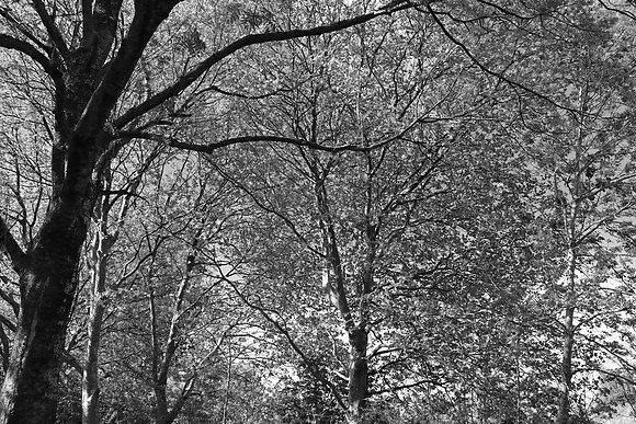 SPRING WOODLAND BW MSP010210