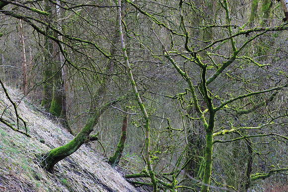 SPRING WOODLAND - REACHING OUT MSP010082