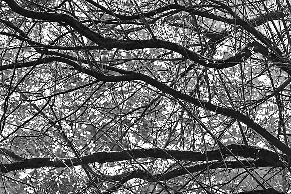 SPRING WOODLAND MSP010084