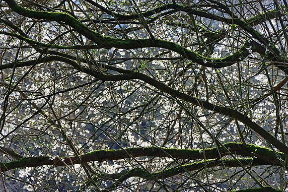 SPRING WOODLAND MSP010083