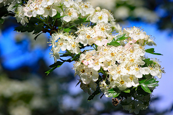 HAWTHORN BLOSSOM MSP010221