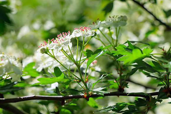 HAWTHORN BLOSSOM MSP010225