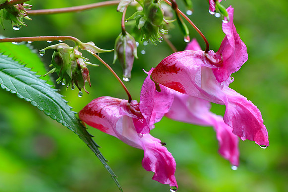 HIMALAYAN BALSAM MSP010090