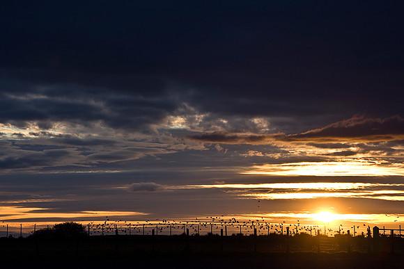SUNSET MSP0005076