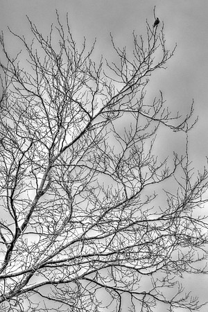 THE LOOKOUT MSP010012
