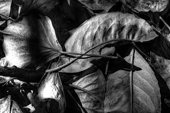 FALLEN LEAVES BW MSP010215
