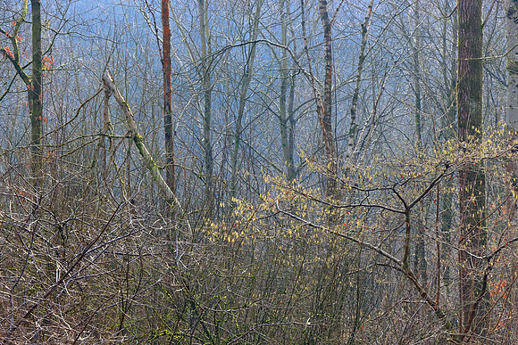 WOODLAND- SECRETS WITHIN MSP010162