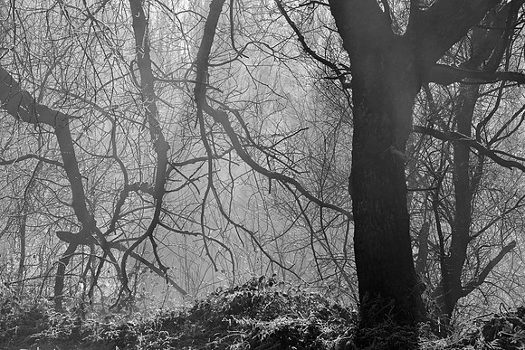 WINTER WOODLAND - BW - THE SEARCHERS MSP010130