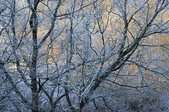 WINTER WOODLAND - FROZEN MSP010144