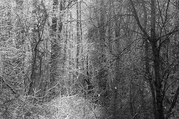 WINTER WOODLAND - INTO THE LIGHT BW MSP010161