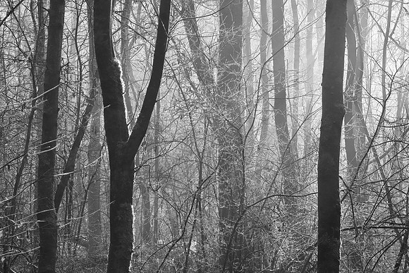 WINTER WOODLAND - CHAOTIC BEAUTY B/W MSP010152