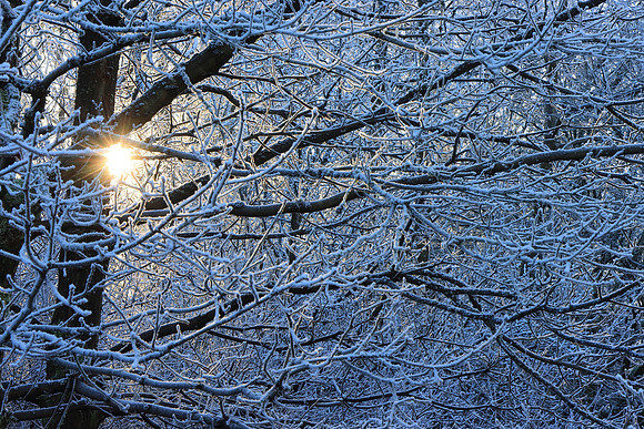 WINTER WOODLAND - FROZEN MSP010142