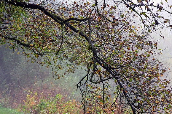 BOUGH TO AUTUMN MSP010101