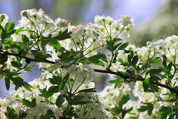 HAWTHORN BLOSSOM MSP010226