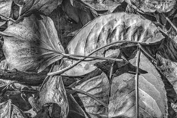 FALLEN LEAVES BW MSP010213