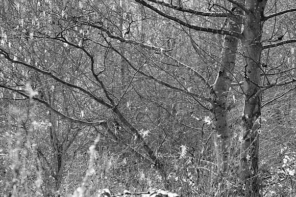 SPRING WOODLAND - HINTS OF SPRING - BW MSP010187