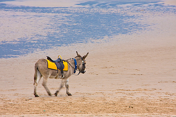 LITTLE DONKEY MSP0003815