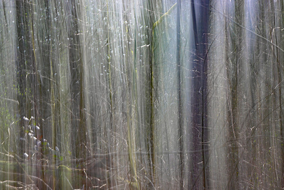 SPRING WOODLAND - HINTS OF SPRING - ICM MSP010194