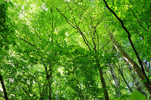 SPRING WOODLAND MSP010204