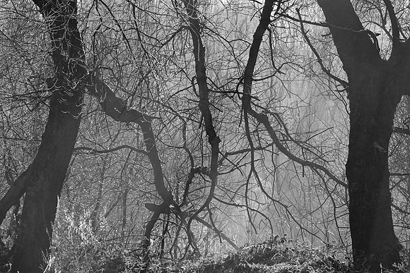 WINTER WOODLAND - THE SEARCHERS - BW MSP010129