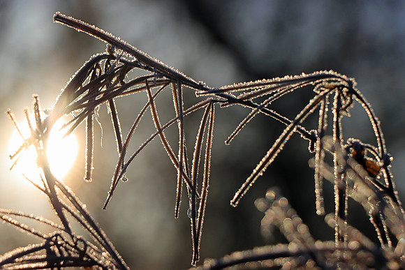 WINTER FROST MSP010110