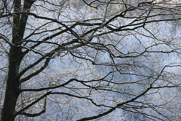 WINTER WOODLAND - DREAMS MSP010158