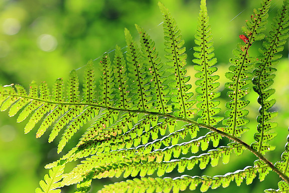 FERNS MSP010096