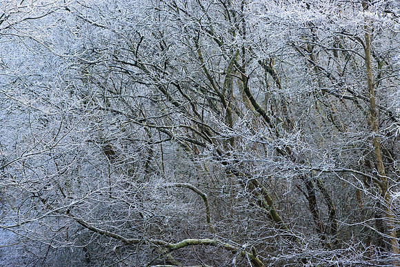 WINTER WOODLAND - FROZEN MSP010136