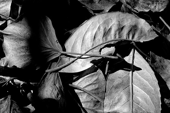 FALLEN LEAVES BW MSP010212
