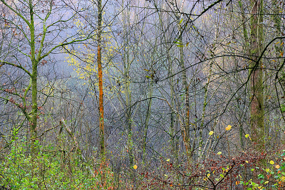 AUTUMN WOODLAND MSP010107