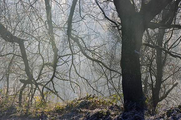 WINTER WOODLAND - THE SEARHERS MSP010127
