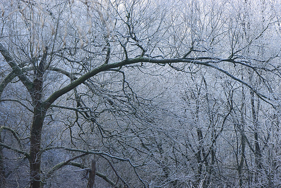 WINTER WOODLAND - FROZEN MSP010140