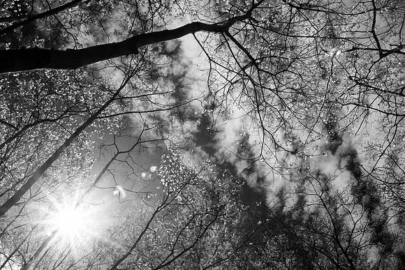 SPRING WOODLAND - SPRING IS IN THE AIR BW MSP010198