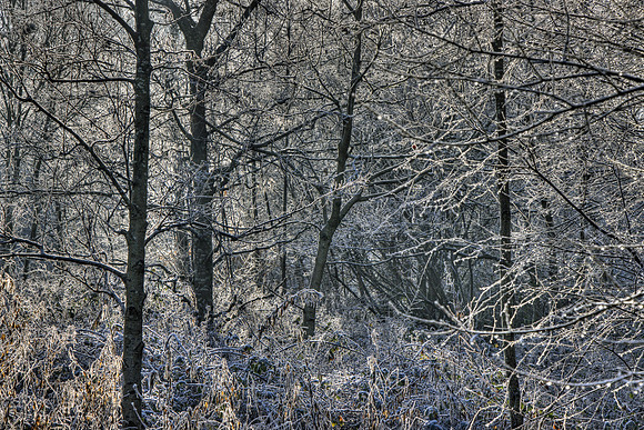 WINTER WOODLAND MSP010151