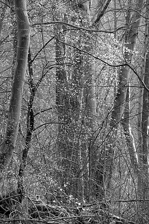 SPRING WOODLAND - HINTS OF SPRING - BW MSP010188