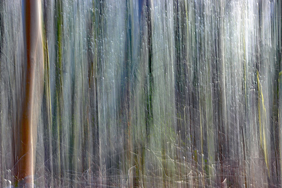 SPRING WOODLAND - HINTS OF SPRING - ICM MSP010185