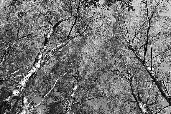SPRING WOODLAND - SPRING IS IN THE AIR - BW MSP010202