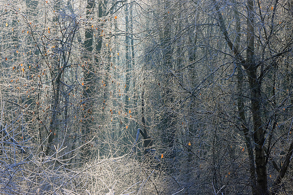 WINTER WOODLAND - INTO THE LIGHT MSP010160