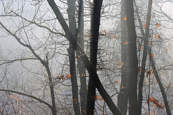 WINTER WOODLAND MSP010123
