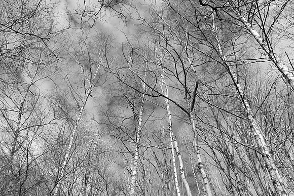 SPRING WOODLAND - SILVER BIRCH TREES BW MSP010177