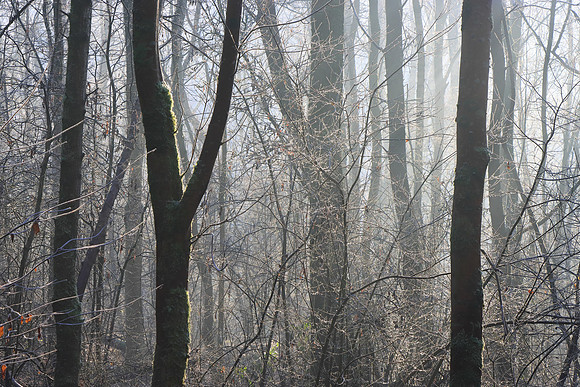 WINTER WOODLAND - CHAOTIC BEAUTY MSP010149