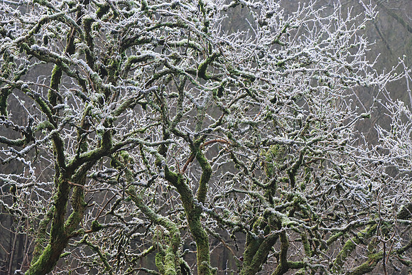 WINTER WOODLAND - MEDUSA MSP010116